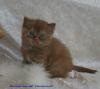 * Selkirk Rex /  BKH & Highlander aus der Klosterstadt *
