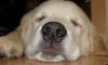 Golden-Retriever: Wurfplanung April 2011 - Verpaarung mit FCI-Deckr. ZAMPANZAR H