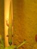 Pärchen Phelsuma Laticauda Lat. (Goldstaubtaggecko)