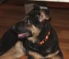 Schäferhund Welpen (Hündinen) nach Top Verbindung ideal für Hundesport