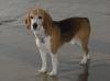 Beagle-Rüde,  6 Jahre,  kastriert,  sehr umgänglich