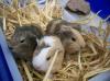 Junge Meerschweinchen