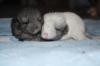 Süße Chinchillas suchen neues Zuhause