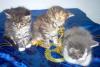 Maine Coon Kitten ab Anfang Juni 2011 abzugeben