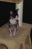 Don Sphynx Kater in liebevolle Hände abzugeben