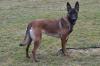 Wunderschöne 1 jähr. Malinois Hündin 