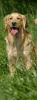 Wir erwarten Goldendoodle !!!!