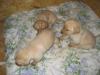 Labradorwelpen in Blond  !!!