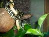 Verkaufe Python curtus curtus / /  Morleia spilota ssp. / /  Thermo Controll Pro II 