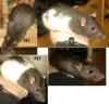 Ratten babys vom 14.2.2011