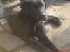 labradormischlingsrüden 8 monate alt