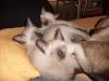 2 Siamkitten / Thakitten,  Siam alter Typ,  in liebevolle Hände abzugeben