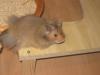 Junger Hamsterwuschel sucht ein neues Zuhause