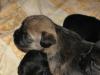 Border Terrier Welpen VDH/ KfT