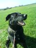 schwarzer Labrador/ Schäferhundmischling - Der Beschützer - 
