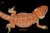 Multicolour ,  Leatherback Farbbartagamen
