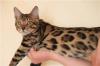 Bengalkatzen, bengalen, Bengalkatze