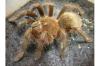 Tausche Theraphosa apophysis Zuchtpaar u. Schlangen, Top!!!