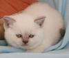 Suesse BKH Babys in Silver-Shaded,    vom Kaiserberg  suchen neue Eltern zum Kusc