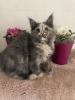 Maine Coon Kitten