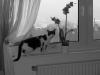 10 Monate alter Kater zu VERSCHENKEN