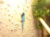 Lygodactylus williamsi Himmelblauer zwergtaggecko