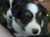 Border Collie Welpen