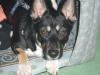chihuahua-pinscher zu verkaufen