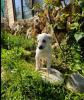 Eni sucht ein passendes Zuhause
