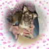  Süsse Chihuahua Hündin  Schoko/ Langhaar 
