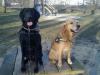 tierliebe vermieter gesucht