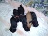 Labradorwelpen,  5 schwarze Rüden und ein goldbraunes Weibchen