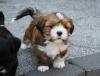 Lhasa Apso Welpen