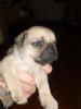Süße französische bulldogge/ MOps welpen
