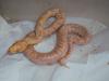 wunderschöne Albino Tigerpythonbaby