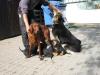 Wurfgeschwister gesucht; geb: 11.04.2006; Setter-Mix