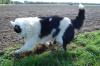 Fearne,  Border Collie ohne Papiere,  2,  7 Jahre jung