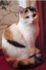 Dreifarbige Katze aus Großbrembach vermisst /  entlaufen
