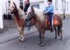 schwere Haflinger 