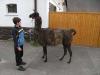 braune Lama-Stute 