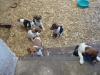 6 Glatthaar Foxterrierwelpen
