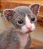LaPerm,  schöne,  wesensfeste Kitten anzubieten