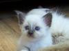 Heilige Birma Kitten