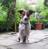 reinrassiger Jack Russel sucht neues zuhause