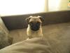 Mops zu verkaufen!!!