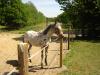 appaloosa herde