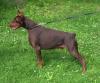 Dobermann Welpen mit Papieren 