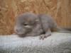 Junge Chinchillas aus Hobbyzucht suchen neues Zuhause