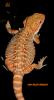 Farbbartagamen Multicolour,  Leatherbacks,  Hypos