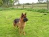 Deutscher Schäferhund ( Rüde,  11 Monate alt )